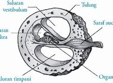 Fungsi Dari Jendela Oval